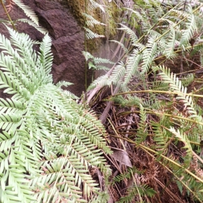 Todea barbara (King Fern) at Belanglo, NSW - 25 Feb 2024 by plants