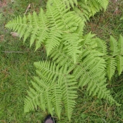 Hypolepis glandulifera (Downy Ground Fern) at Belanglo, NSW - 25 Feb 2024 by plants