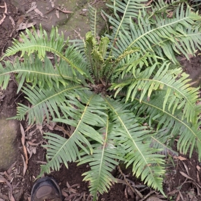 Blechnum nudum (Fishbone Water Fern) at Belanglo, NSW - 26 Feb 2024 by plants