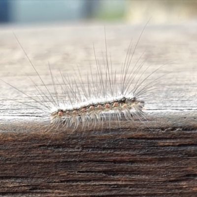 Anestia (genus) (A tiger moth) at Rugosa - 27 Feb 2024 by SenexRugosus