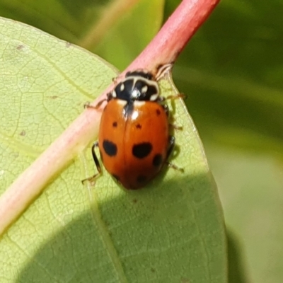 Hippodamia variegata (Spotted Amber Ladybird) at Yass River, NSW - 27 Feb 2024 by SenexRugosus