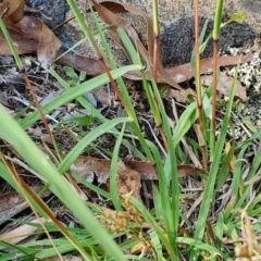 Bothriochloa macra at Rugosa - 27 Feb 2024 04:23 PM