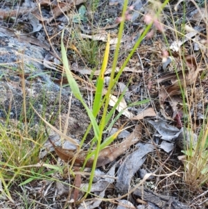 Panicum effusum at Rugosa - 27 Feb 2024 04:25 PM