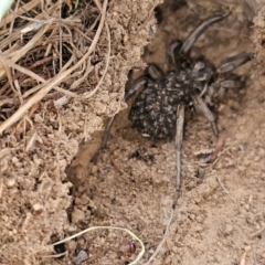 Lycosidae (family) (Unidentified wolf spider) at Denman Prospect, ACT - 27 Feb 2024 by Jiggy