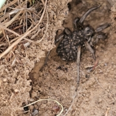 Lycosidae (family) (Wolf spider) at Lower Molonglo - 27 Feb 2024 by Jiggy