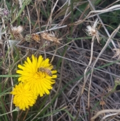 Apis mellifera (European honey bee) at Crace Grasslands - 10 Feb 2024 by MiaThurgate