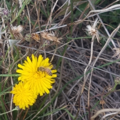 Apis mellifera (European honey bee) at Crace Grasslands - 10 Feb 2024 by MiaThurgate