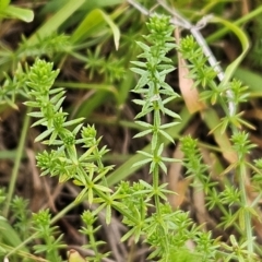 Asperula conferta (Common Woodruff) at The Pinnacle - 27 Feb 2024 by sangio7