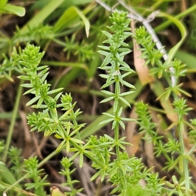 Asperula conferta (Common Woodruff) at Hawker, ACT - 26 Feb 2024 by sangio7