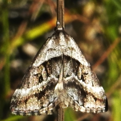 Dichromodes stilbiata (White-barred Heath Moth) at Tharwa, ACT - 25 Feb 2024 by JohnBundock