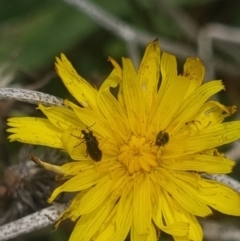 Dasytinae (subfamily) at Crace Grassland (CR_2) - 10 Feb 2024