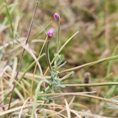 Epilobium billardiereanum subsp. cinereum (Hairy Willow Herb) at Whitlam, ACT - 26 Feb 2024 by sangio7