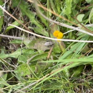 Curculionidae (family) at Crace Grassland (CR_2) - 10 Feb 2024