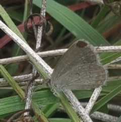 Zizina otis at Crace Grassland (CR_2) - 10 Feb 2024