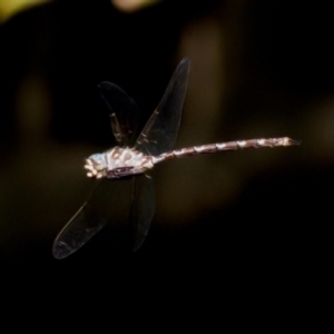 Austroaeschna unicornis at Umbagong District Park - 27 Feb 2024