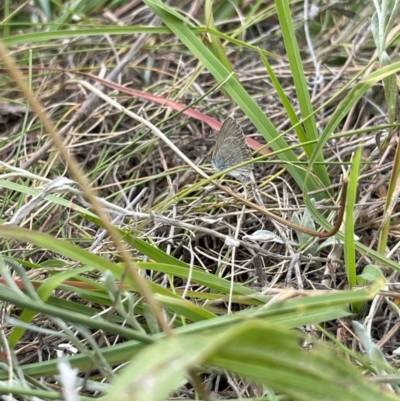 Zizina otis (Common Grass-Blue) at Crace Grassland (CR_2) - 9 Feb 2024 by MiaThurgate