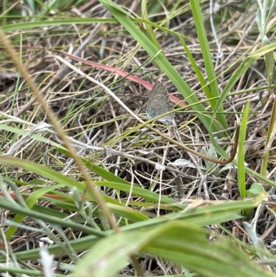 Zizina otis (Common Grass-Blue) at Crace Grassland (CR_2) - 10 Feb 2024 by MiaThurgate