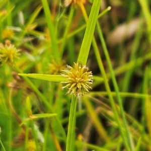 Cyperus sphaeroideus at Weetangera, ACT - 27 Feb 2024 09:18 AM