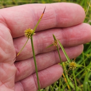 Cyperus sphaeroideus at Weetangera, ACT - 27 Feb 2024