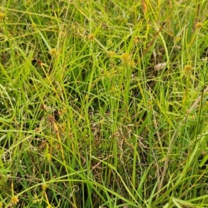 Cyperus sphaeroideus at Weetangera, ACT - 27 Feb 2024