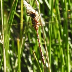 Austroaeschna pulchra at Gibraltar Pines - 25 Feb 2024