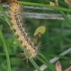 Lithosiini (IMMATURE) (A Footman or Lichen moth (Lithosiini)) at Crace Grassland (CR_2) - 10 Feb 2024 by MiaThurgate