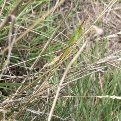 Acrida conica (Giant green slantface) at Crace Grassland (CR_2) - 10 Feb 2024 by MiaThurgate