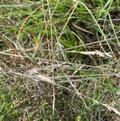 Acrida conica at Crace Grassland (CR_2) - 10 Feb 2024