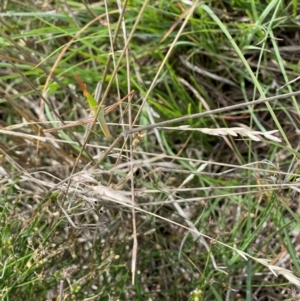 Acrida conica at Crace Grassland (CR_2) - 10 Feb 2024