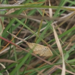 Scopula rubraria at Crace Grassland (CR_2) - 10 Feb 2024