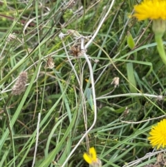 Mallada sp. (genus) (Green lacewing) at Crace Grassland (CR_2) - 10 Feb 2024 by MiaThurgate