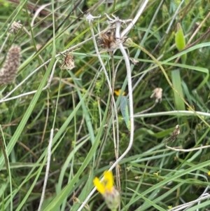 Mallada sp. (genus) at Crace Grassland (CR_2) - 10 Feb 2024