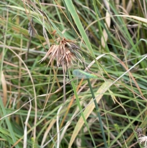 Mallada sp. (genus) at Crace Grassland (CR_2) - 10 Feb 2024