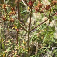 Aphrophorinae (subfamily) (Unidentified spittlebug) at Crace Grassland (CR_2) - 10 Feb 2024 by MiaThurgate