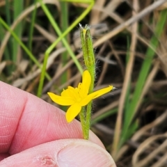 Hypoxis hygrometrica var. villosisepala (Golden Weather-grass) at Weetangera, ACT - 27 Feb 2024 by sangio7