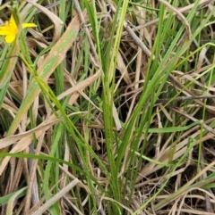 Hypoxis hygrometrica var. villosisepala at Weetangera, ACT - 27 Feb 2024