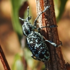 Chrysolopus spectabilis (Botany Bay Weevil) at Tharwa, ACT - 25 Feb 2024 by JohnBundock