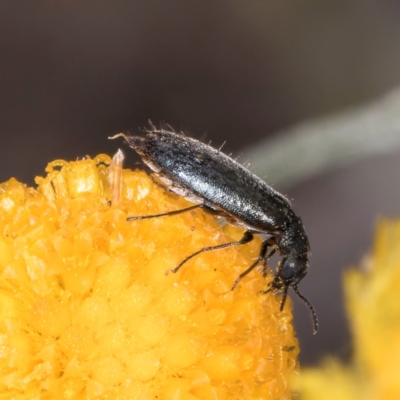 Dasytinae (subfamily) (Soft-winged flower beetle) at Dunlop Grasslands - 27 Feb 2024 by kasiaaus