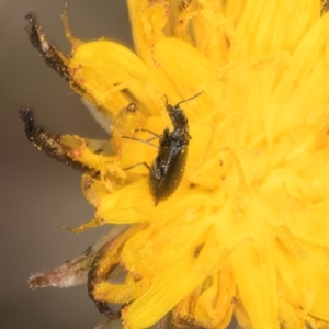 Dasytinae (subfamily) at Fraser, ACT - 27 Feb 2024