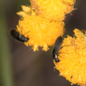 Dasytinae (subfamily) at Fraser, ACT - 27 Feb 2024