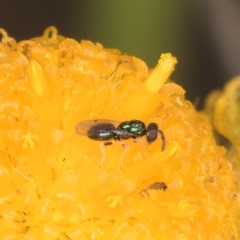 Chalcidoidea (superfamily) (A gall wasp or Chalcid wasp) at Dunlop Grassland (DGE) - 27 Feb 2024 by kasiaaus