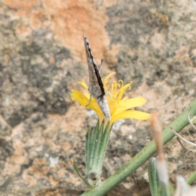 Unidentified Butterfly (Lepidoptera, Rhopalocera) at Dunlop Grasslands - 27 Feb 2024 by kasiaaus