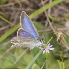 Zizina otis (Common Grass-Blue) at Dunlop Grassland (DGE) - 27 Feb 2024 by kasiaaus