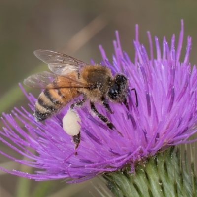 Apis mellifera (European honey bee) at Dunlop Grasslands - 27 Feb 2024 by kasiaaus