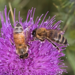 Apis mellifera at Dunlop Grassland (DGE) - 27 Feb 2024