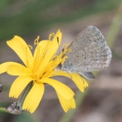 Zizina otis (Common Grass-Blue) at Fraser, ACT - 27 Feb 2024 by kasiaaus