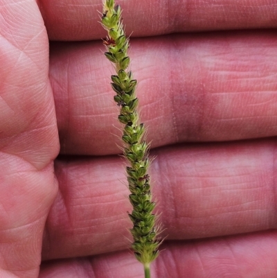 Setaria parviflora (Slender Pigeon Grass) at Weetangera, ACT - 26 Feb 2024 by sangio7