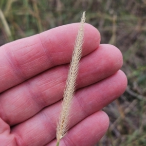 Setaria parviflora at The Pinnacle - 27 Feb 2024 10:04 AM