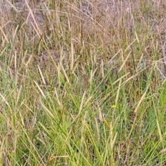 Setaria parviflora at The Pinnacle - 27 Feb 2024 10:04 AM