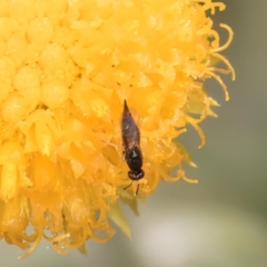 Chalcidoidea (superfamily) (A gall wasp or Chalcid wasp) at Dunlop Grassland (DGE) - 27 Feb 2024 by kasiaaus